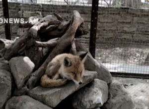 Նախարարությունը դատապարտում է աղվեսի հանդեպ դաժան վերաբերմունքը