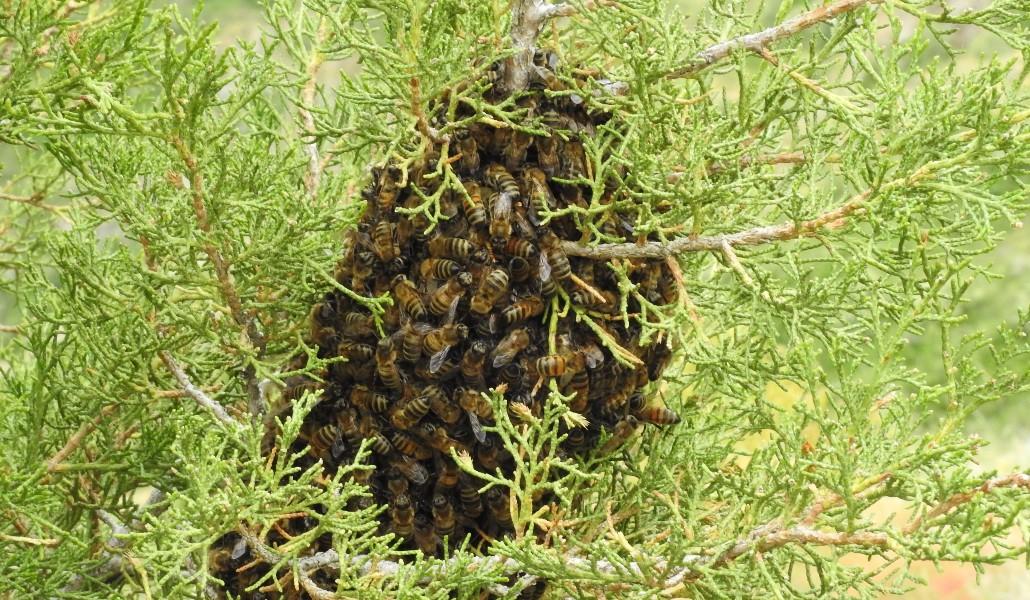 Bees