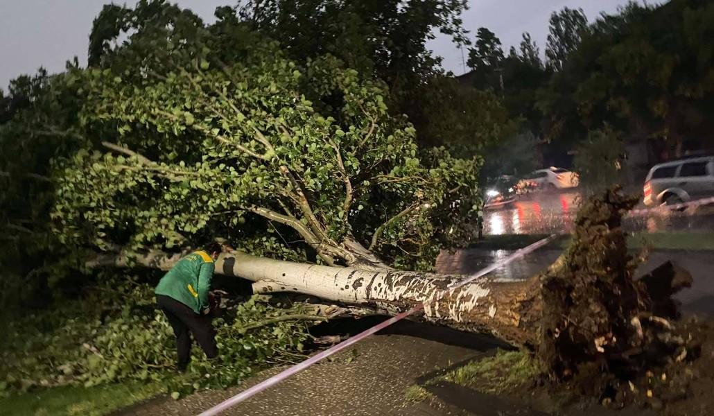 քամի տապալված ծառ