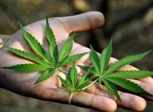 ՀՀ-ում կթույլատրվի արտադրական կանեփի արտադրությունը. նախագիծն ընդունվեց