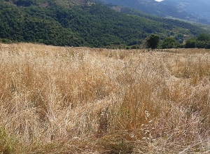 Շիկահողի ցորենի դաշտերի մեծ մասը վերածվում է խոտհարքի․ գյուղապետ