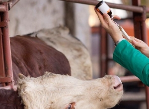 Հորդոր՝ պատասխանատվությամբ մոտենալ գյուղատնտեսական կենդանիների պատվաստումներին