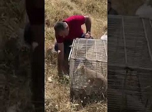 Աղվեսը վերադարձվեց վայրի բնություն