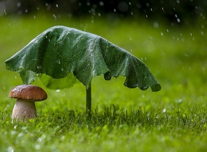 Поздним вечером 16 октября и в ночь с 17 на 18 октября в большинстве районов республики ожидаются сильные дожди