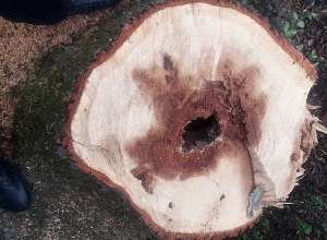 Ущерб 19 миллионов драмов из-за халатности лесничего