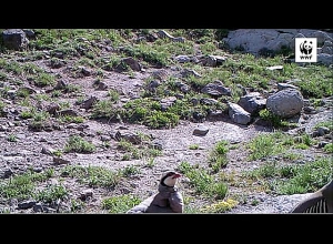 Քարակաքավներն են, որոնք ի դեպ առավել հաճախ հանդիպում են Վայոց ձորի մարզում