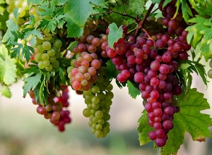 Մենաշնորհ ունեցող արտահանողները պրեսինգի են ենթարկում գյուղացուն․ ալաշկետցի խաղողագործները դգժոհ են