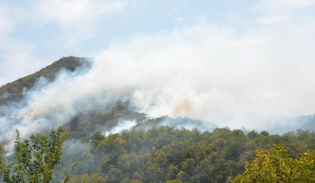 հրդեհ անտառում
