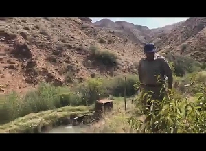 Медведь запутался в сети у села Агаракадзор: проведены спасательные операции