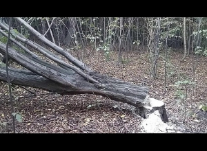 Был пойман рубящим деревья бензопилой: полиция Гугарка раскрыла преступление