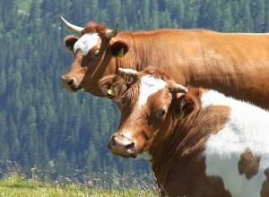 Անասուններին մորթել էին արոտավայրում, ապա փորձել էին գողանալ