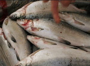 Սևանա լճում սիգի արդյունագործական որսի չափաքանակը ավելացվելու է ևս 300 տոննայով