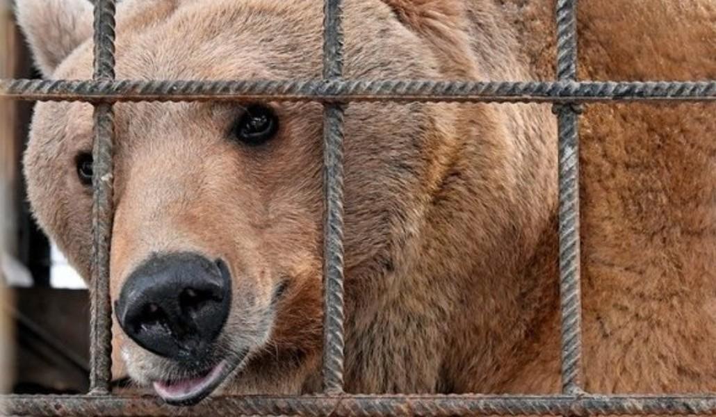 bear-4-580x360