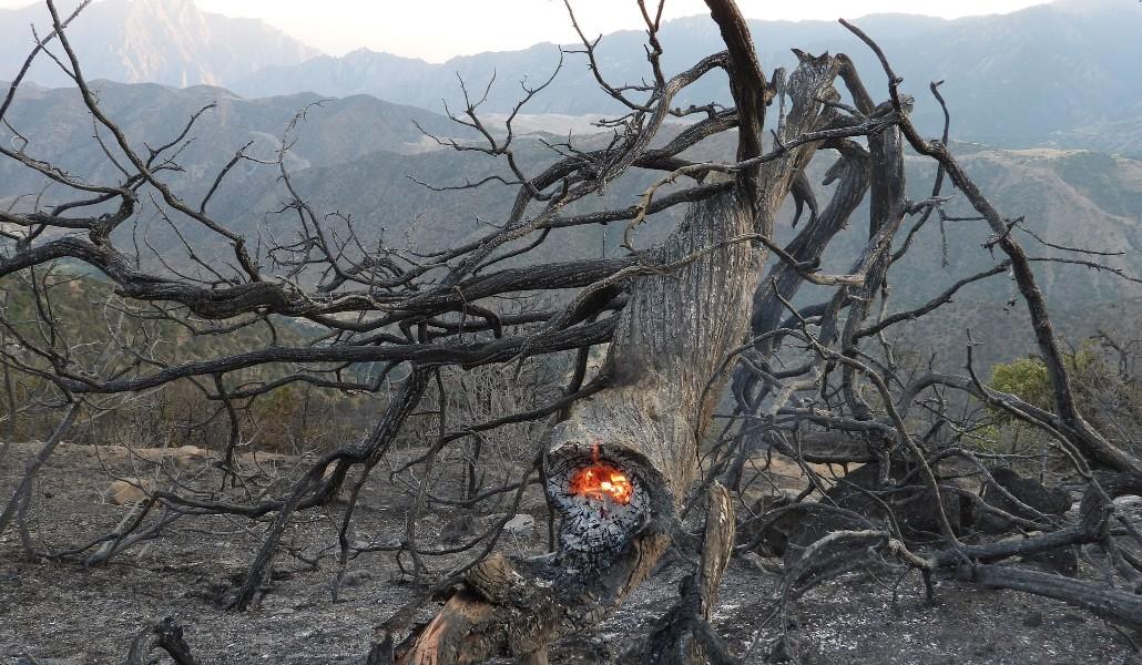 Հրդեհ ծառեր 2121