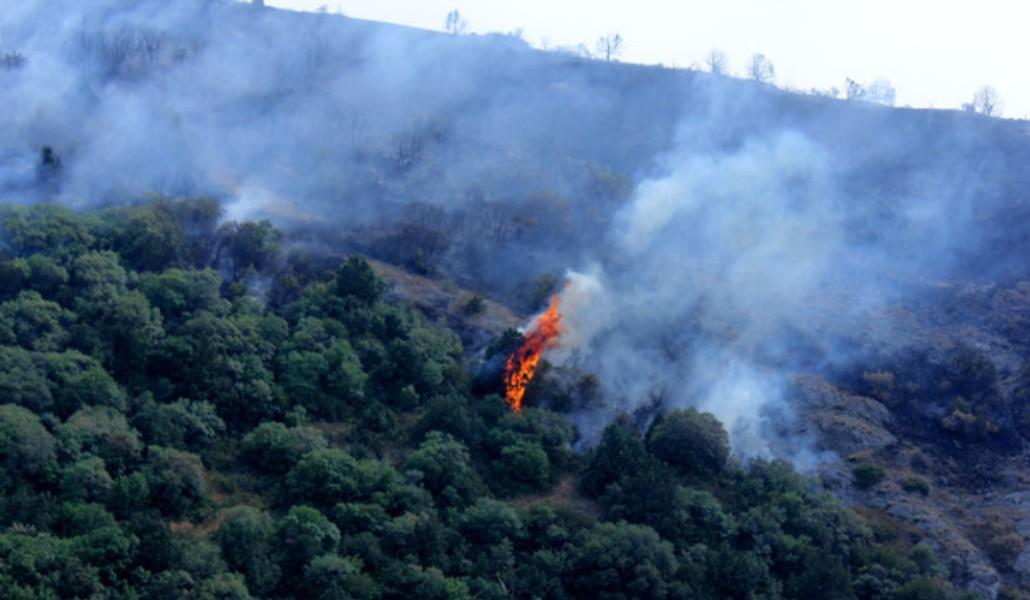 հրդեհ անտառային