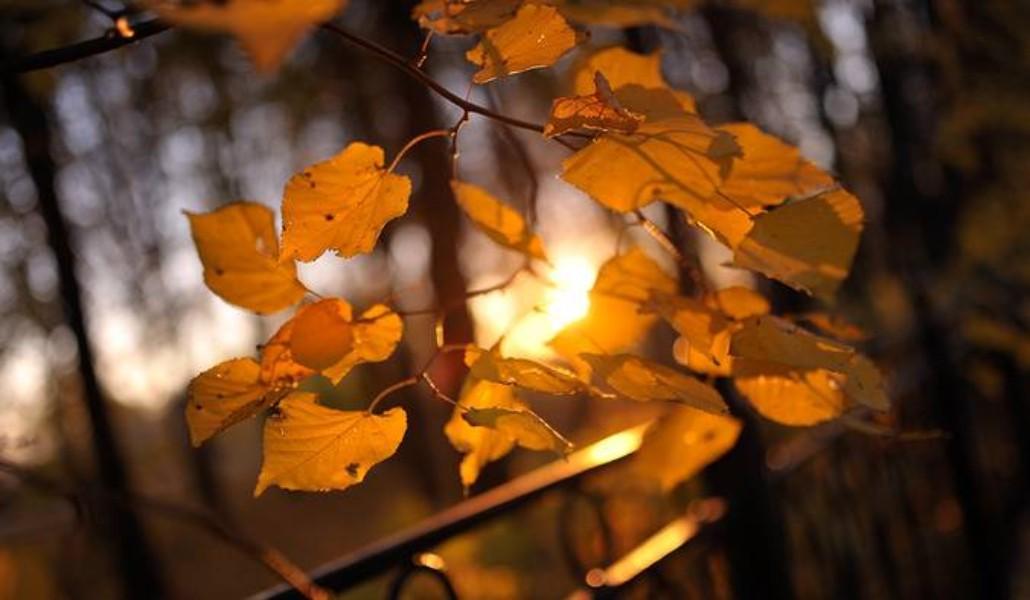 autumn sun