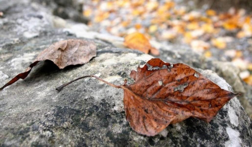 autumn