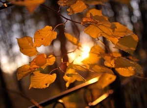 Температура воздуха повысится