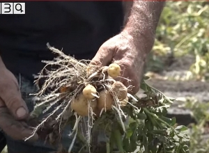 Вместо 50 тонн картофеля на продажу - 3 тонны кормов: в Айгабаце нет поливной воды