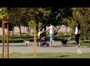 Նոյեմբերի 1-ից շուն և կատու պահող բոլոր բնակիչները պետք է պարտադիր հաշվառվեն իրենց կենդանիներին