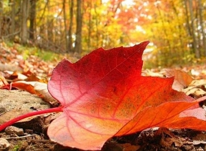 Ինչպիսի՞ եղանակ է սպասվում հանրապետությունում