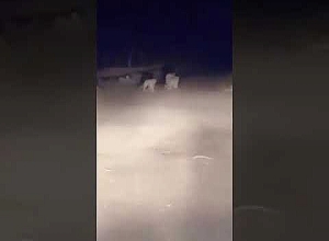 Տեսախցիկը ֆիքսել է կովկասյան ընձառյուծին իր ձագուկների հետ