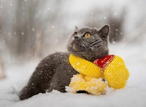 Ожидается мокрый снег, дождь со снегом