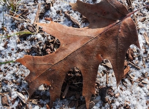 Какая погода ожидается в ближайшие дни