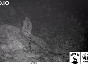 Ընձառյուծի գիշերային այցից մի կադր «Արփա» պահպանվող տարածք