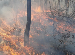 В селе Кохб сгорело около 300 га растительности