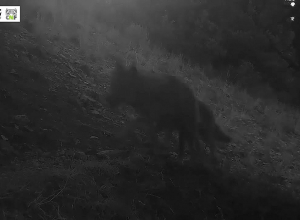 Стая волков в Хосровском лесу