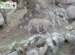 Ընձառյուծ՝ Զանգեզուրում