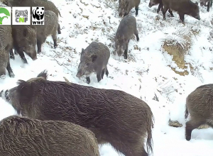 Перед видеокамерой заповедника предстала большая семья кабанов