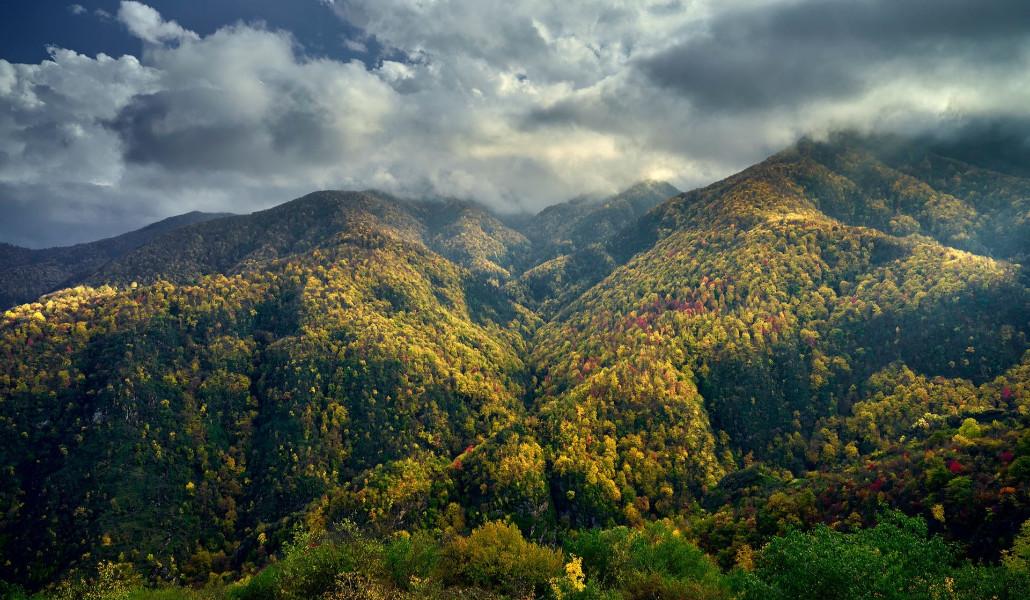 անտառ ՀՀ