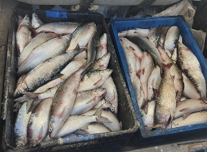 Սիգի որսը խստիվ արգելվում է դեկտեմբերի 15-ից հունվարի 20-ը