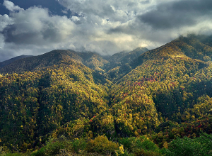 Հայաստանի անտառների դեգրադացիայի հիմնական պատճառը 90-ականների չհամակարգված անտառահատումներ են