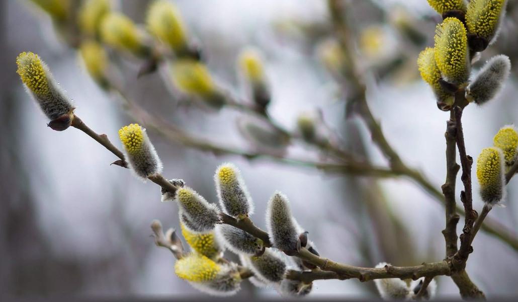 spring