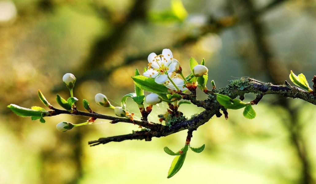 spring