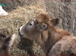 Լոռիում նվազել է մեղվափեթակների, խոշոր եղջերավորների և խոզերի գլխաքանակը