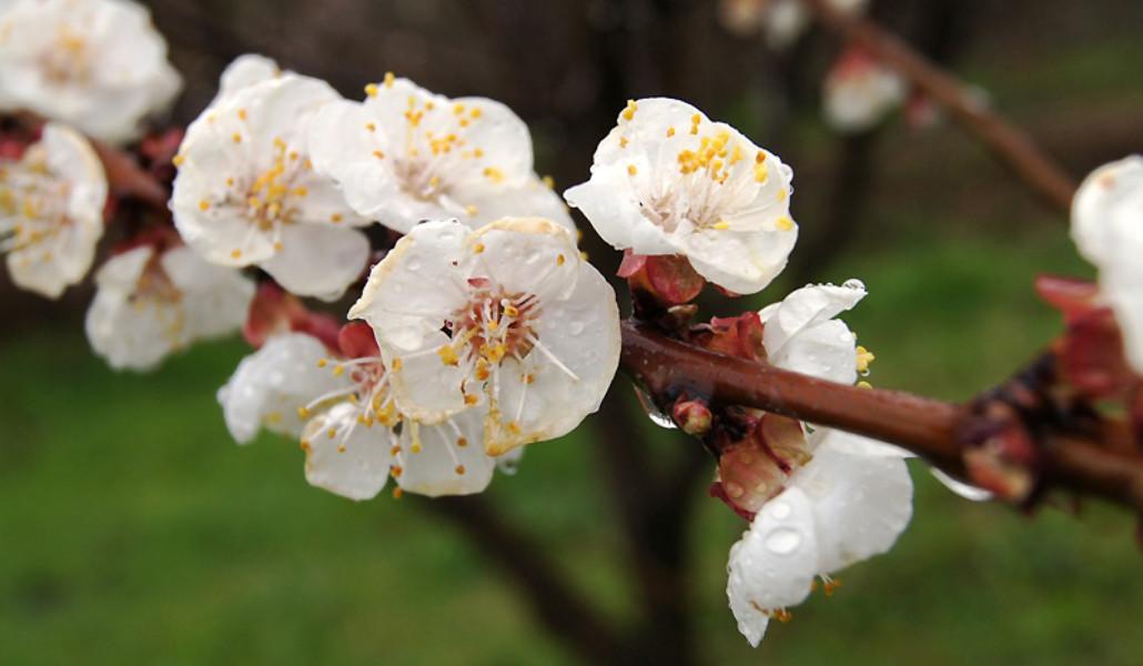 ծաղկած ծիրանենի