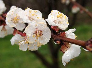 Ինչպիսի՞ եղանակ է սպասվում