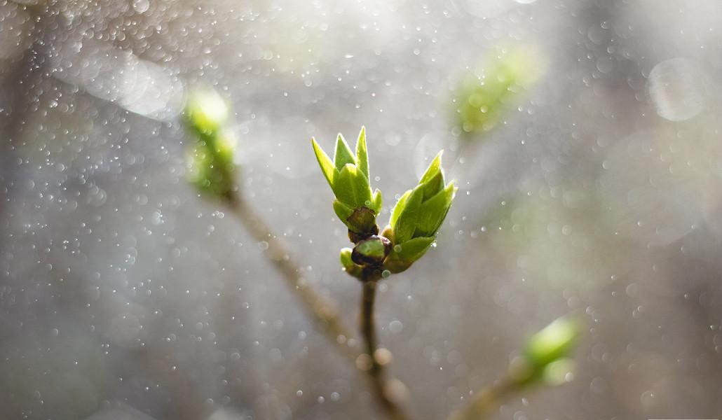 spring