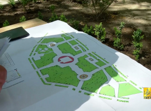 Երևանում գարնանային տունկ է