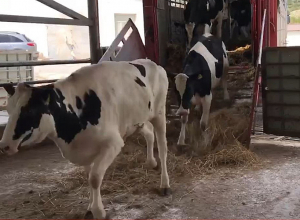 68 տոհմային հղի երինջ է ներկրվել Արցախ