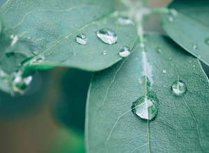 Какой прогноз погоды на ближайшие дни?