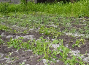 Կրակոցներ հնչել են, բայց՝ ուշացած