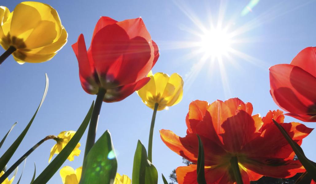 Spring 68726