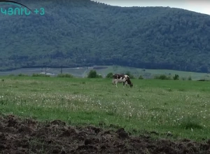 Խոստացված պարարտանյութը ուշացած է տեղ հասել․ արտադրողները գյուղատնտեսական տարին ձախողված են համարում