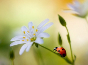Առաջիկա հինգ օրվա եղանակի տեսություն