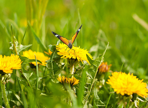 Температура воздуха повысится